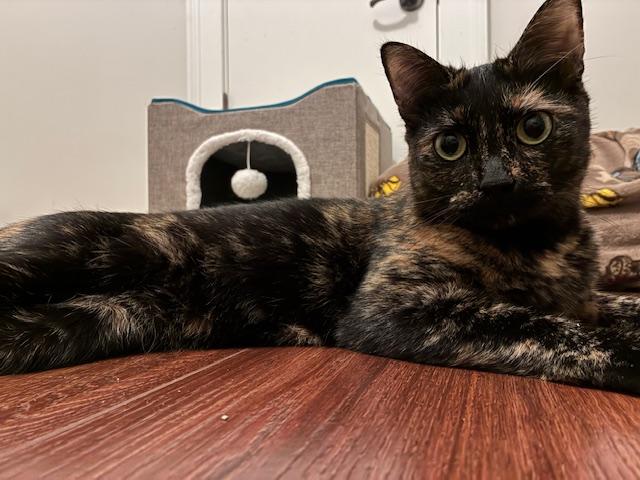 Afghan - Athens, GA, Adoptable, Adult Female Domestic Short Hair & Tortoiseshell.