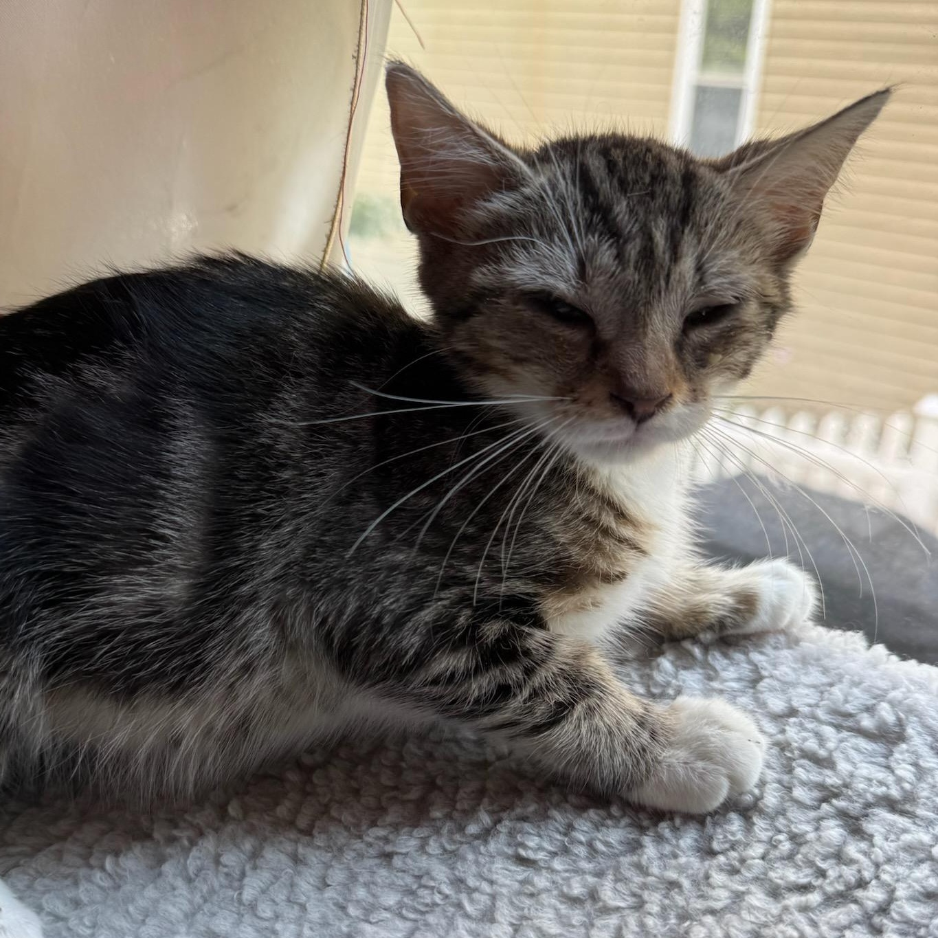Gas Station Kittens Coming In, ADOPTABLE, Kitten Male Domestic Short Hair.