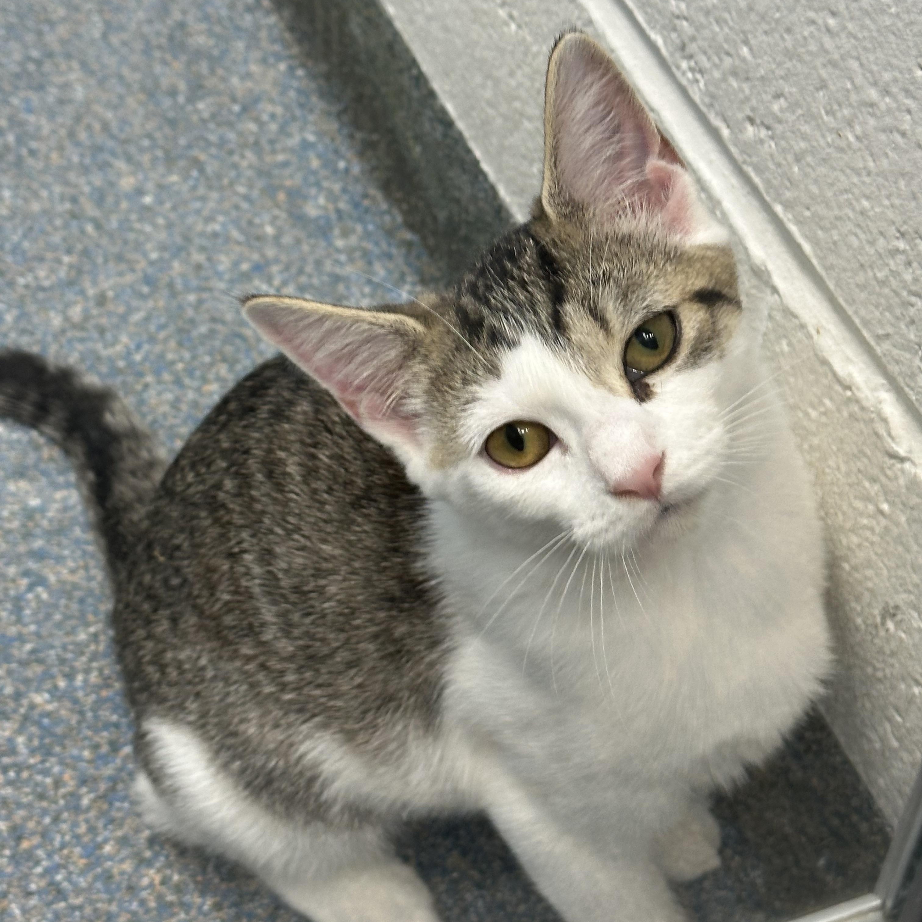 Enlarge Gas Station Kittens, a Adoptable Domestic Short Hair in Clifton, NJ image 2/4