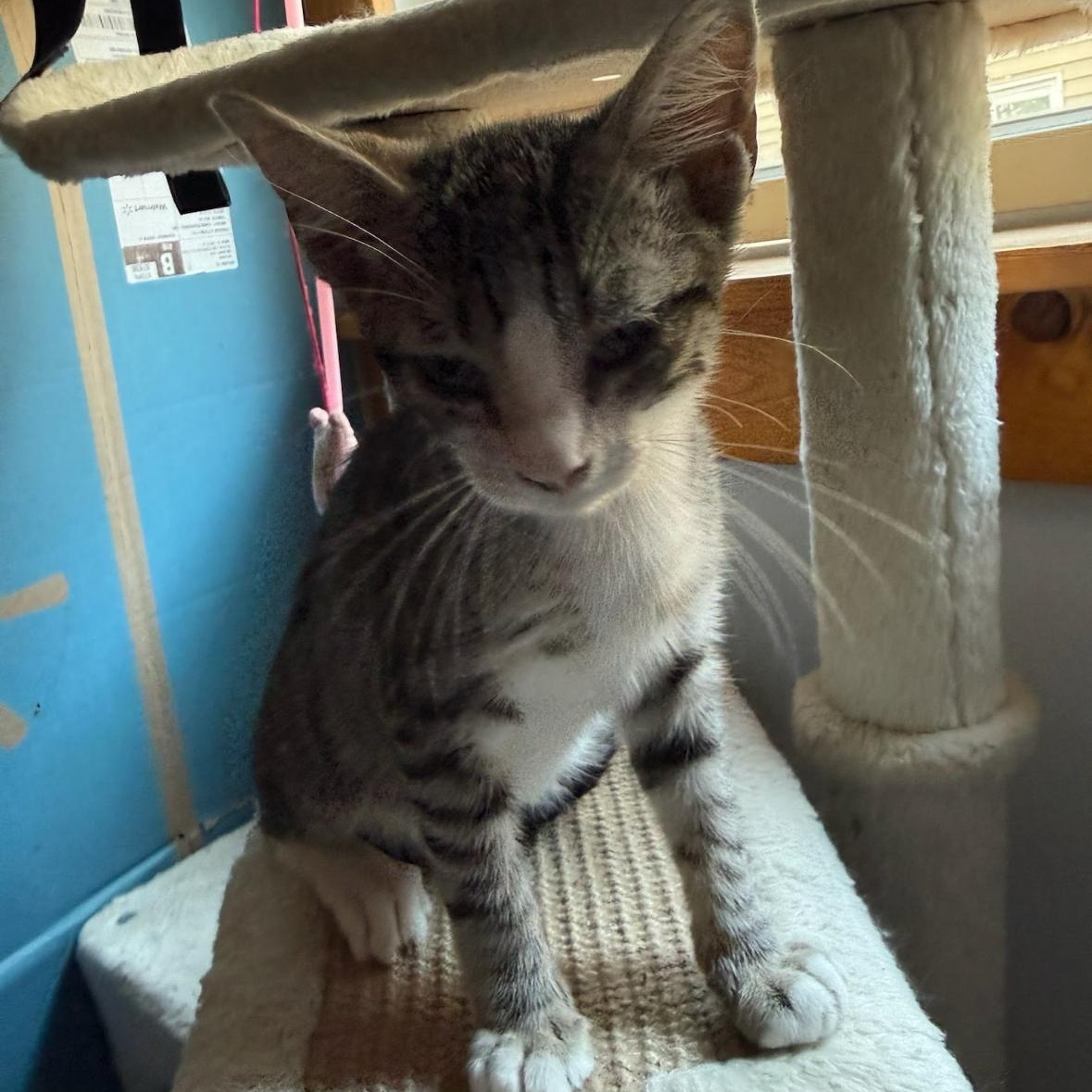 Enlarge Gas Station Kittens Coming In, a ADOPTABLE Domestic Short Hair in Clifton, NJ image 3/6