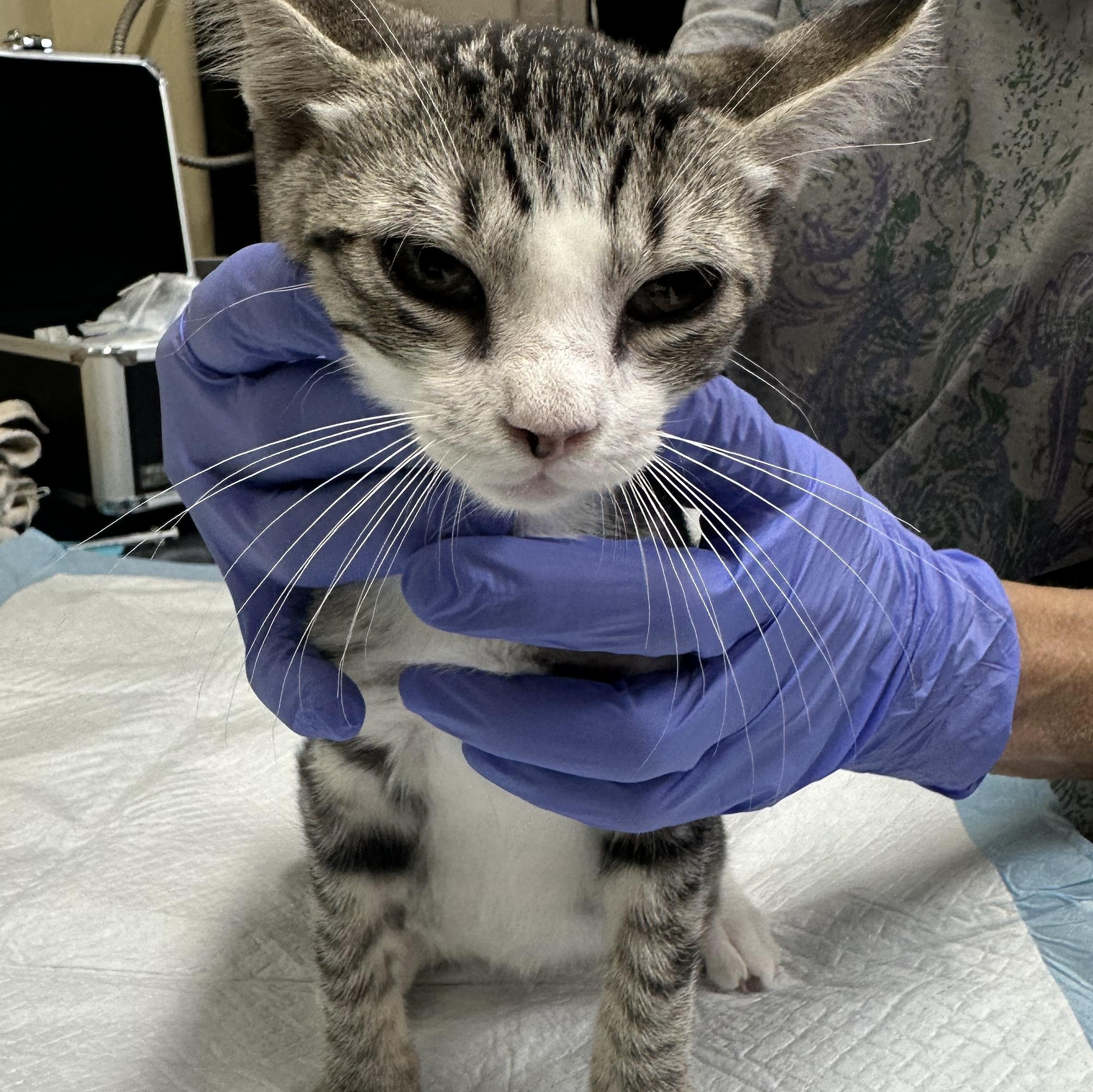 Enlarge Gas Station Kittens Coming In, a ADOPTABLE Domestic Short Hair in Clifton, NJ image 6/6