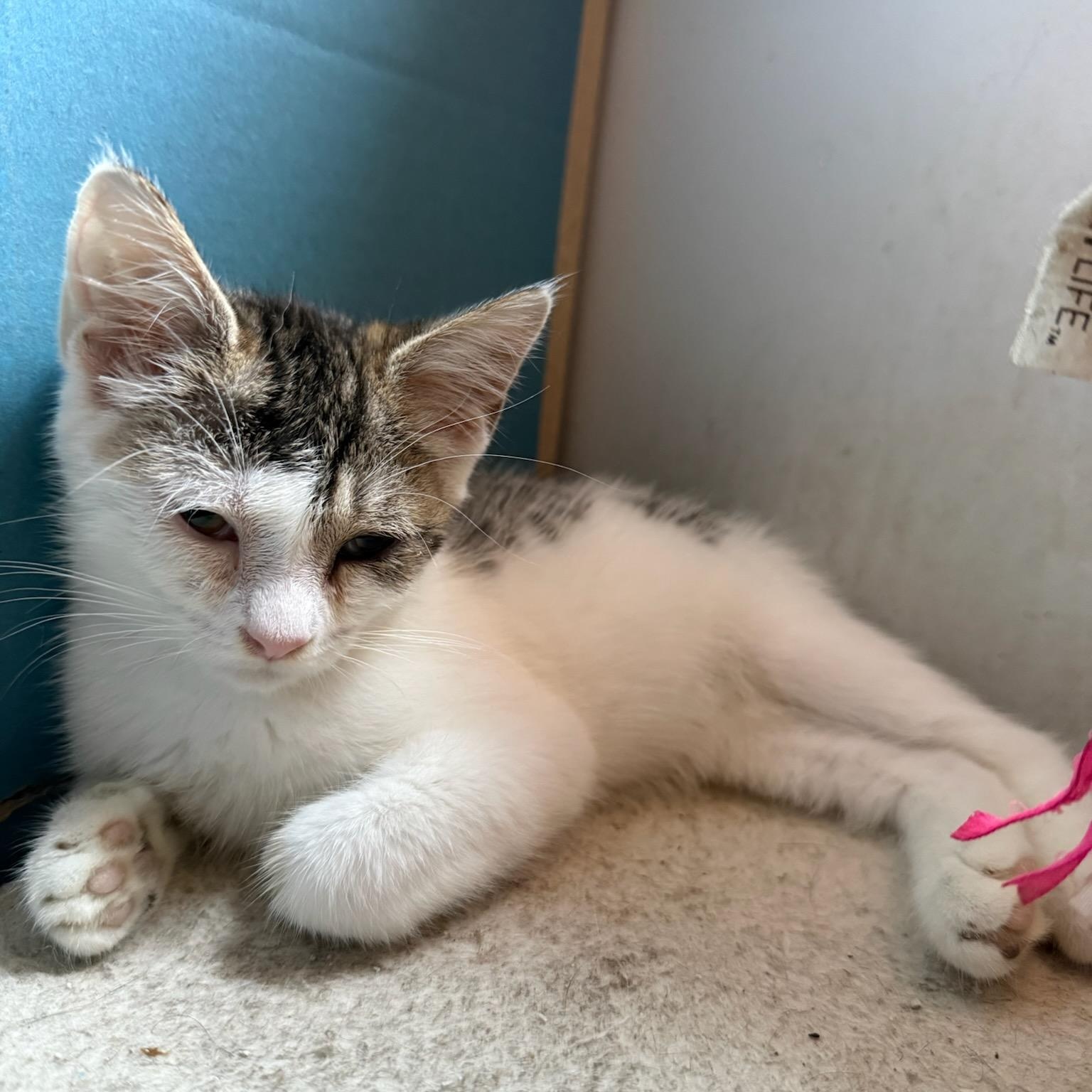 Enlarge Gas Station Kittens Coming In, a ADOPTABLE Domestic Short Hair in Clifton, NJ image 4/6