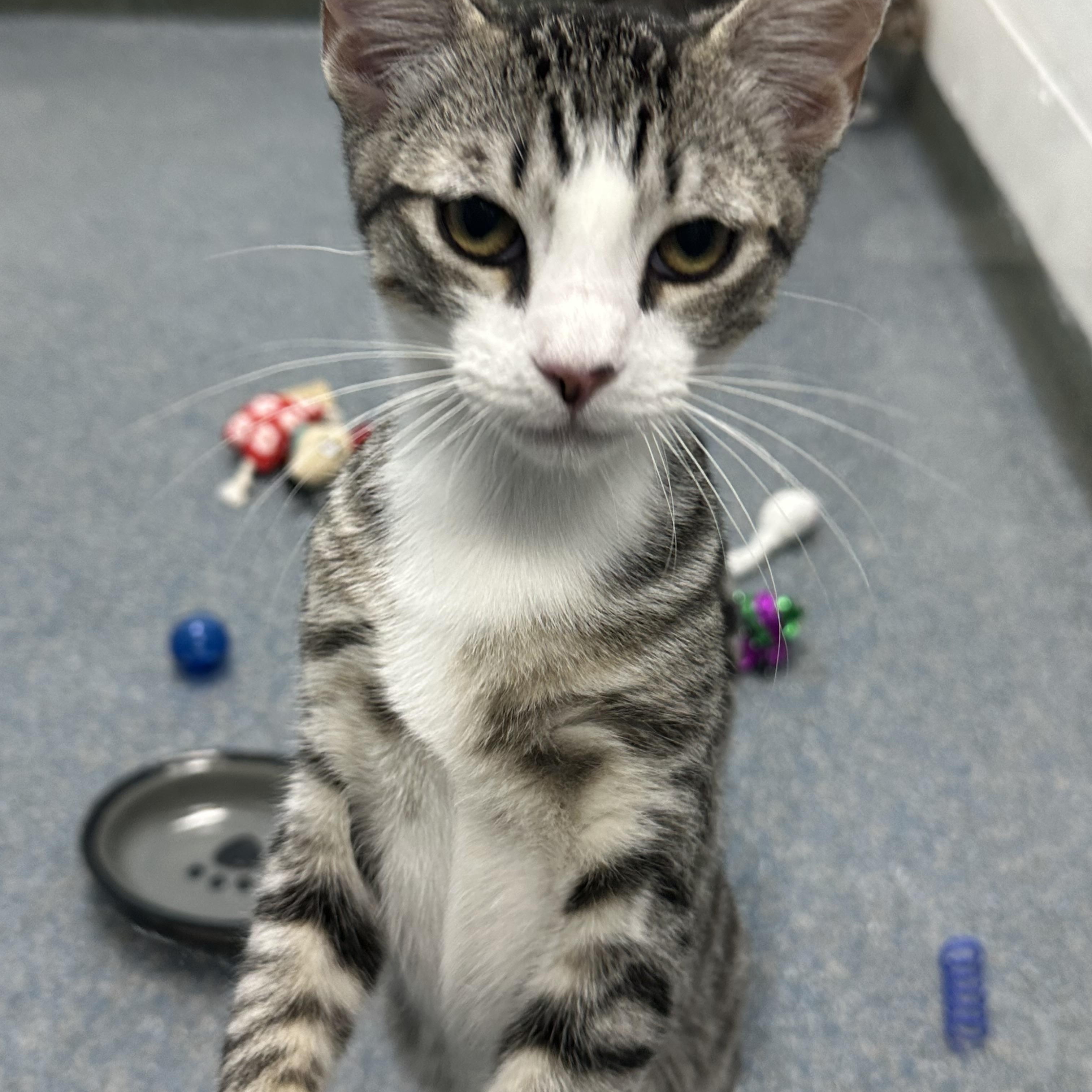 Enlarge Gas Station Kittens, a Adoptable Domestic Short Hair in Clifton, NJ image 3/4