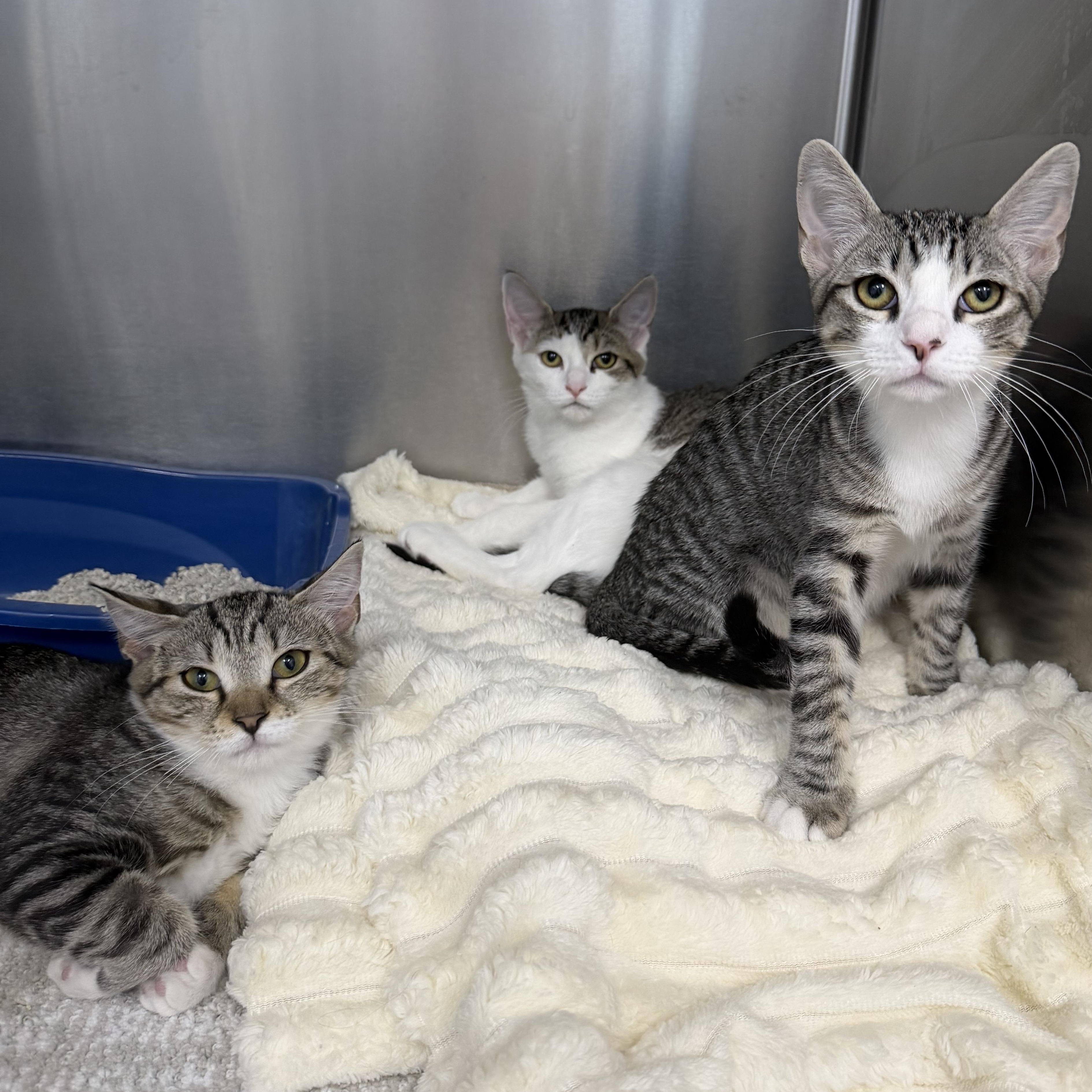 Gas Station Kittens, Adoptable, Kitten Male Domestic Short Hair.