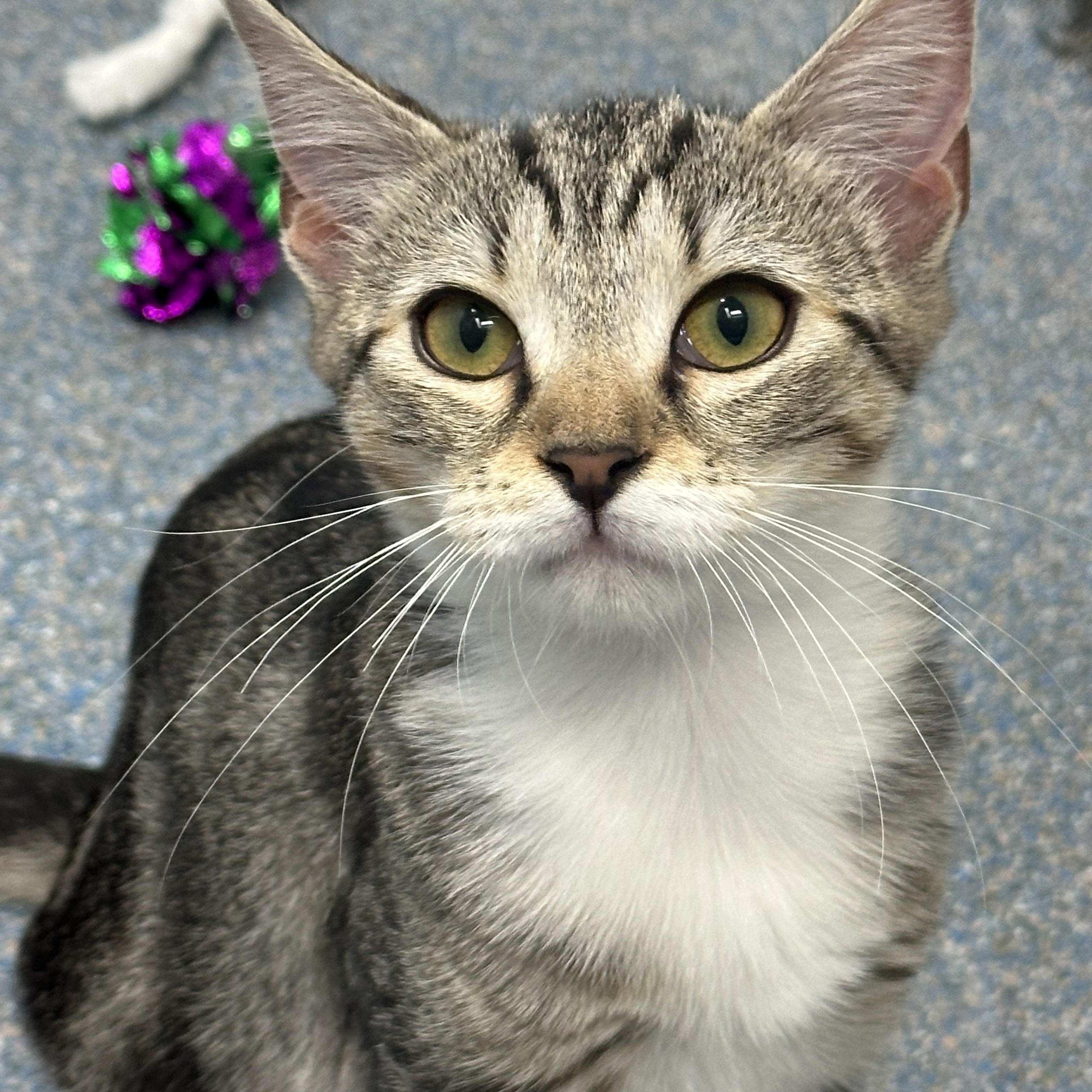 Enlarge Gas Station Kittens, a Adoptable Domestic Short Hair in Clifton, NJ image 4/4