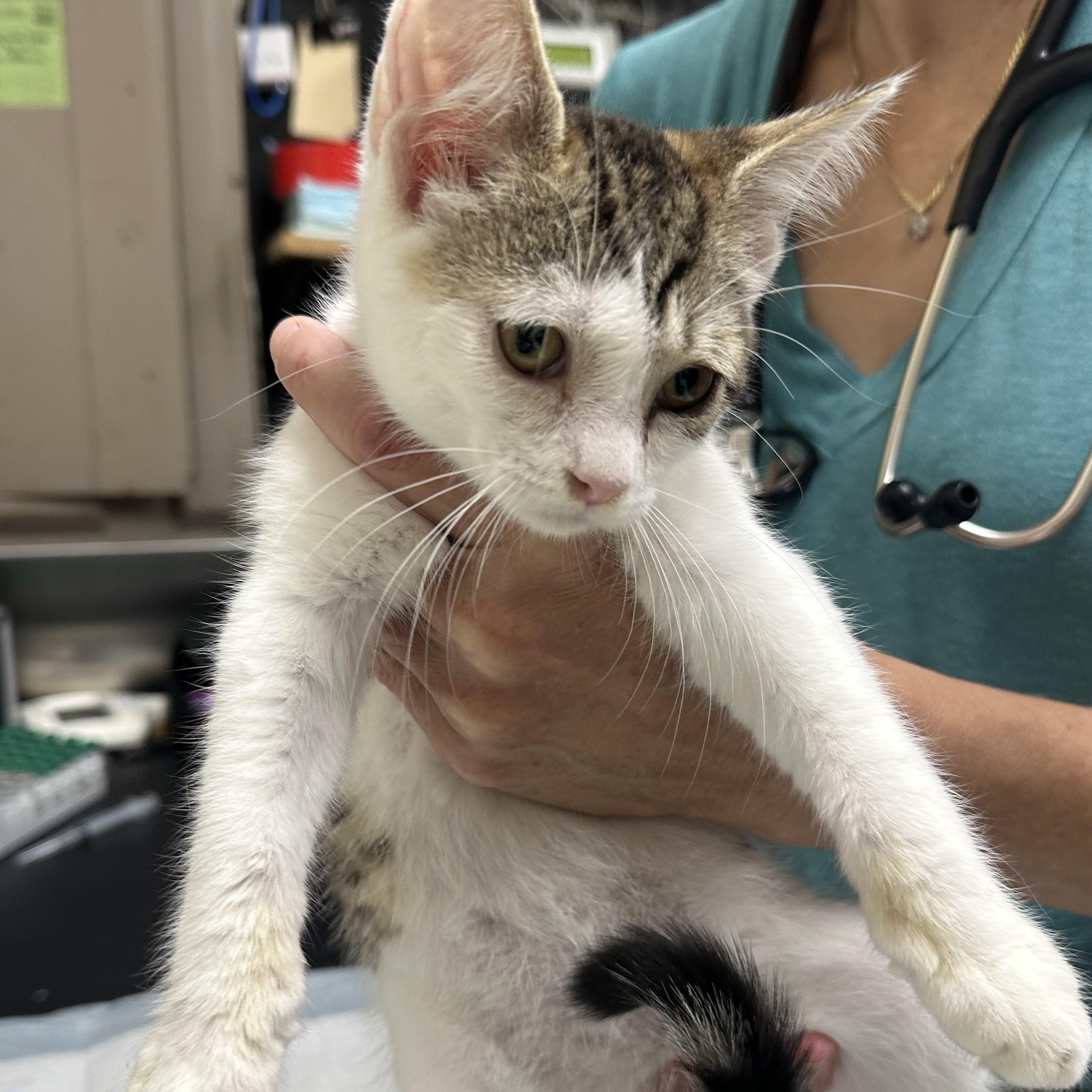 Enlarge Gas Station Kittens Coming In, a ADOPTABLE Domestic Short Hair in Clifton, NJ image 5/6