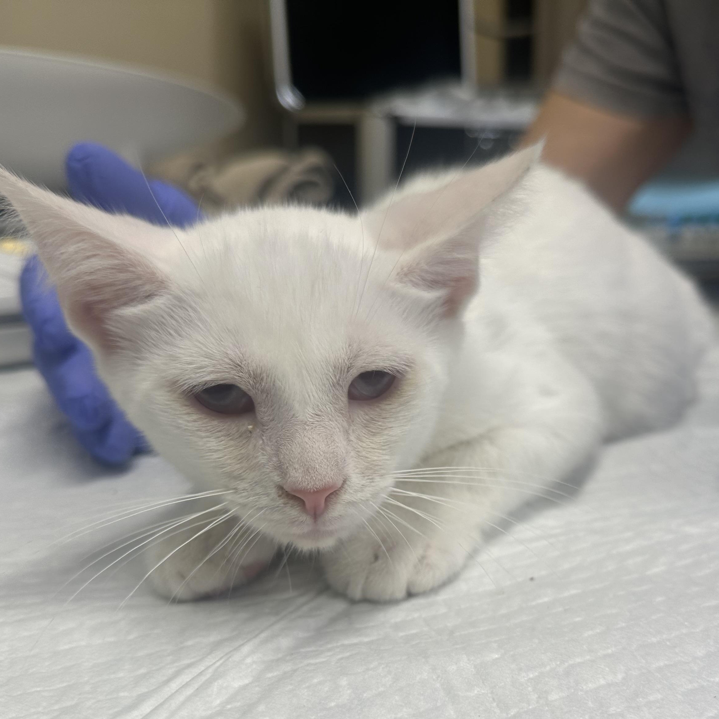 Enlarge Gas Station Kittens Coming In, a ADOPTABLE Domestic Short Hair in Clifton, NJ image 2/6