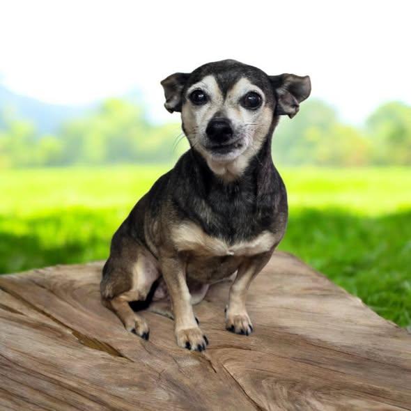 Misty, a Adoptable Chihuahua in Dallas, GA image 1/2