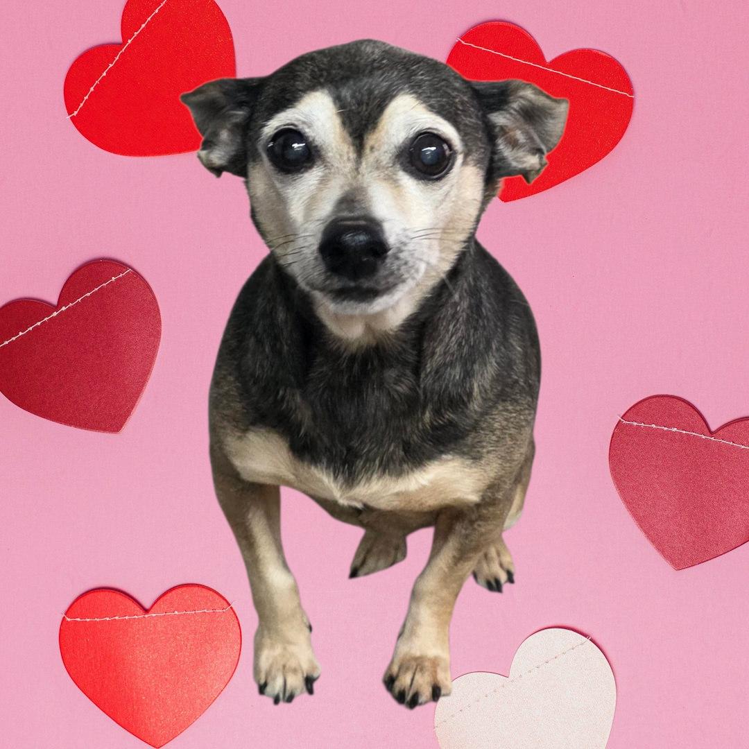 Misty - PENDING, a Adoptable Chihuahua in Dallas, GA image 1/3