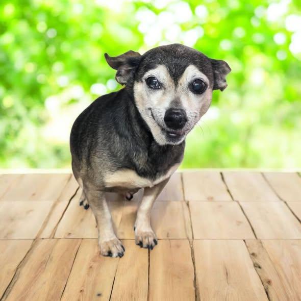 Misty, a Adoptable Chihuahua in Dallas, GA image 2/2