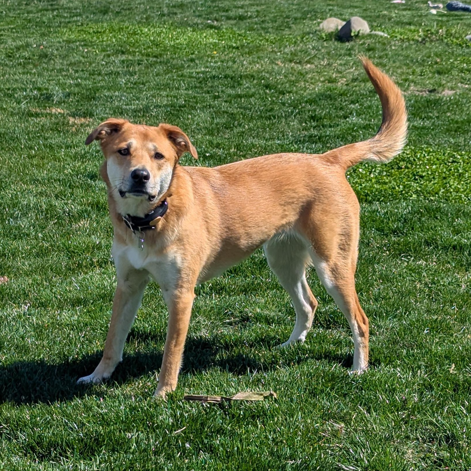 River Song, an adoptable mixed breed in Pasco, WA image 2/6