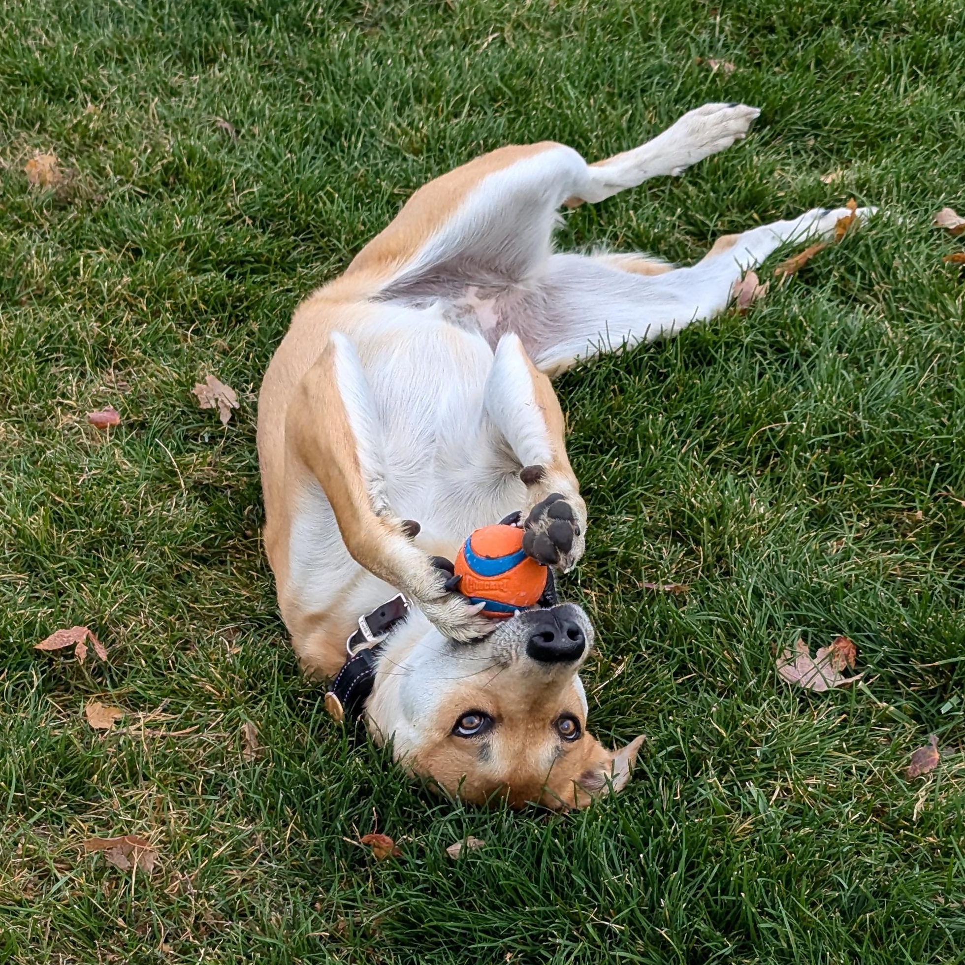 River Song, an adoptable mixed breed in Pasco, WA image 4/6