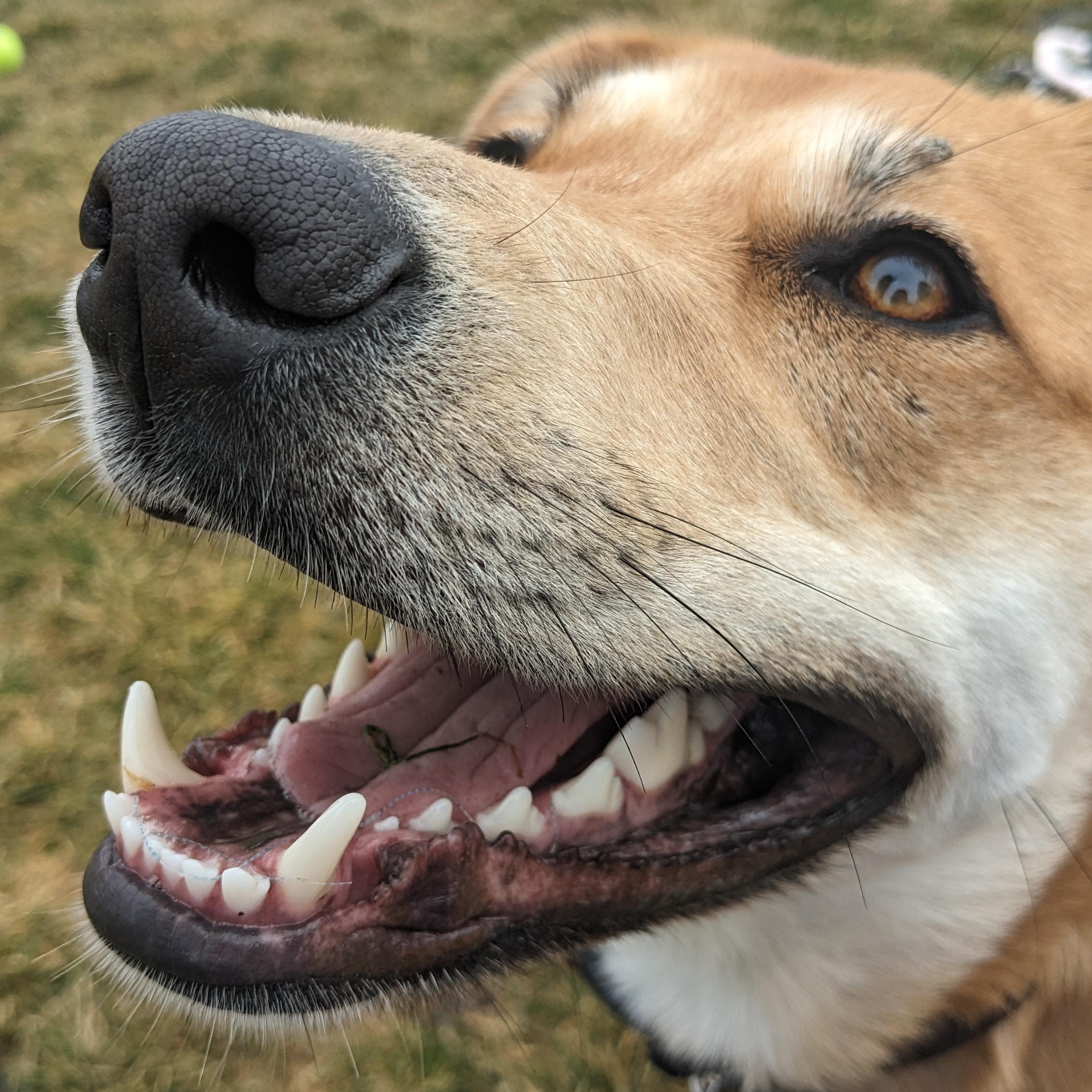 River Song, an adoptable mixed breed in Pasco, WA image 5/6