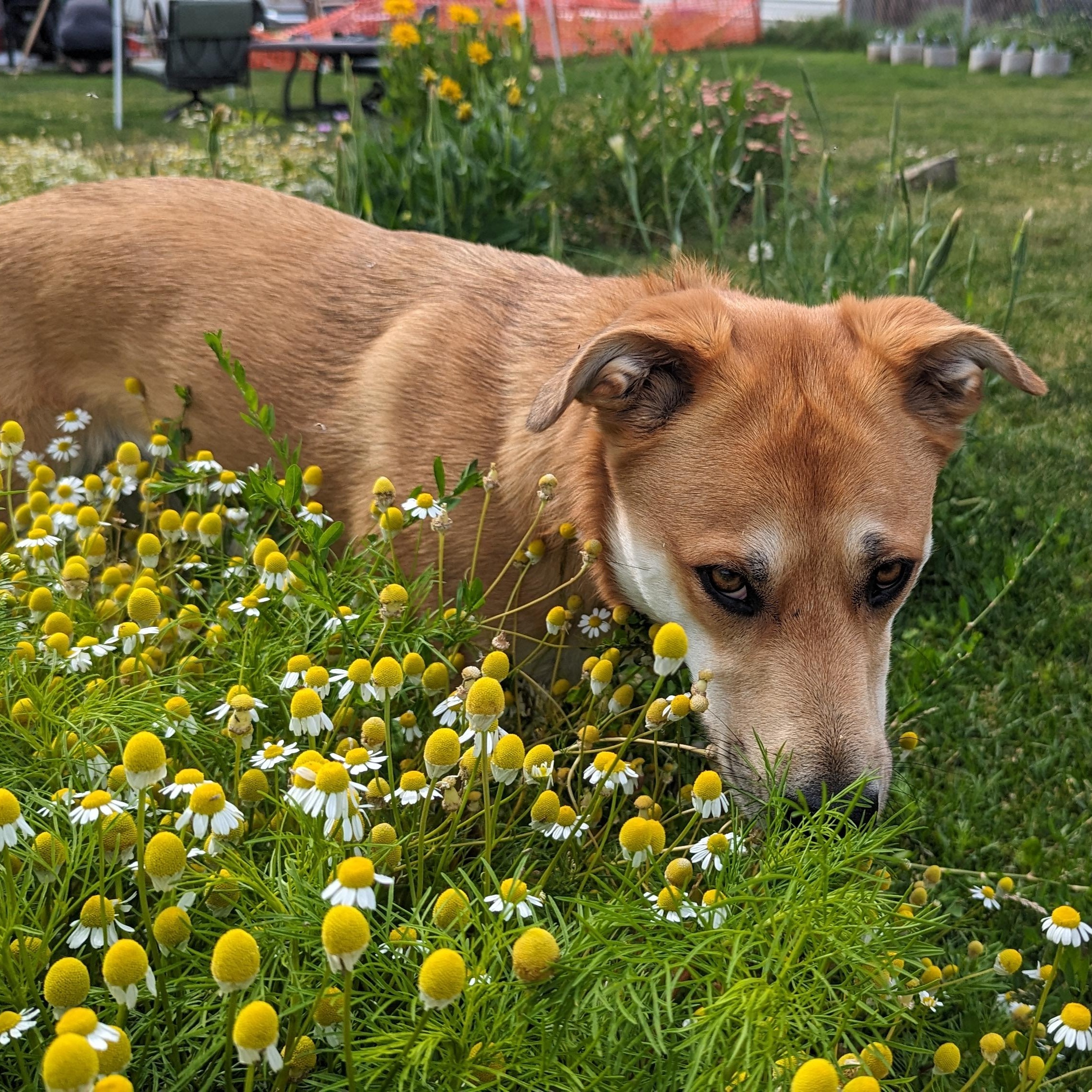 River Song, an adoptable mixed breed in Pasco, WA image 3/6