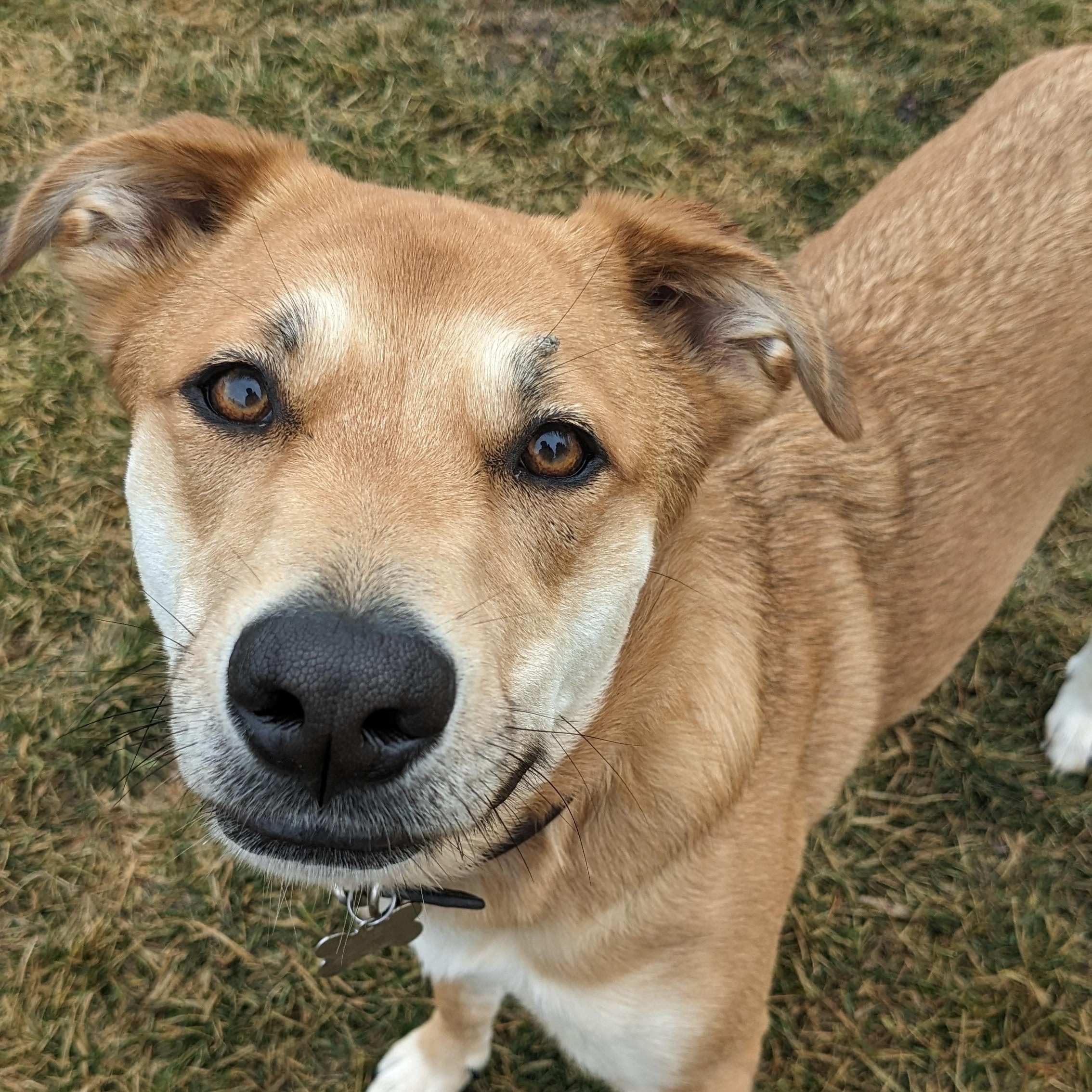 River Song, an adoptable mixed breed in Pasco, WA image 1/6