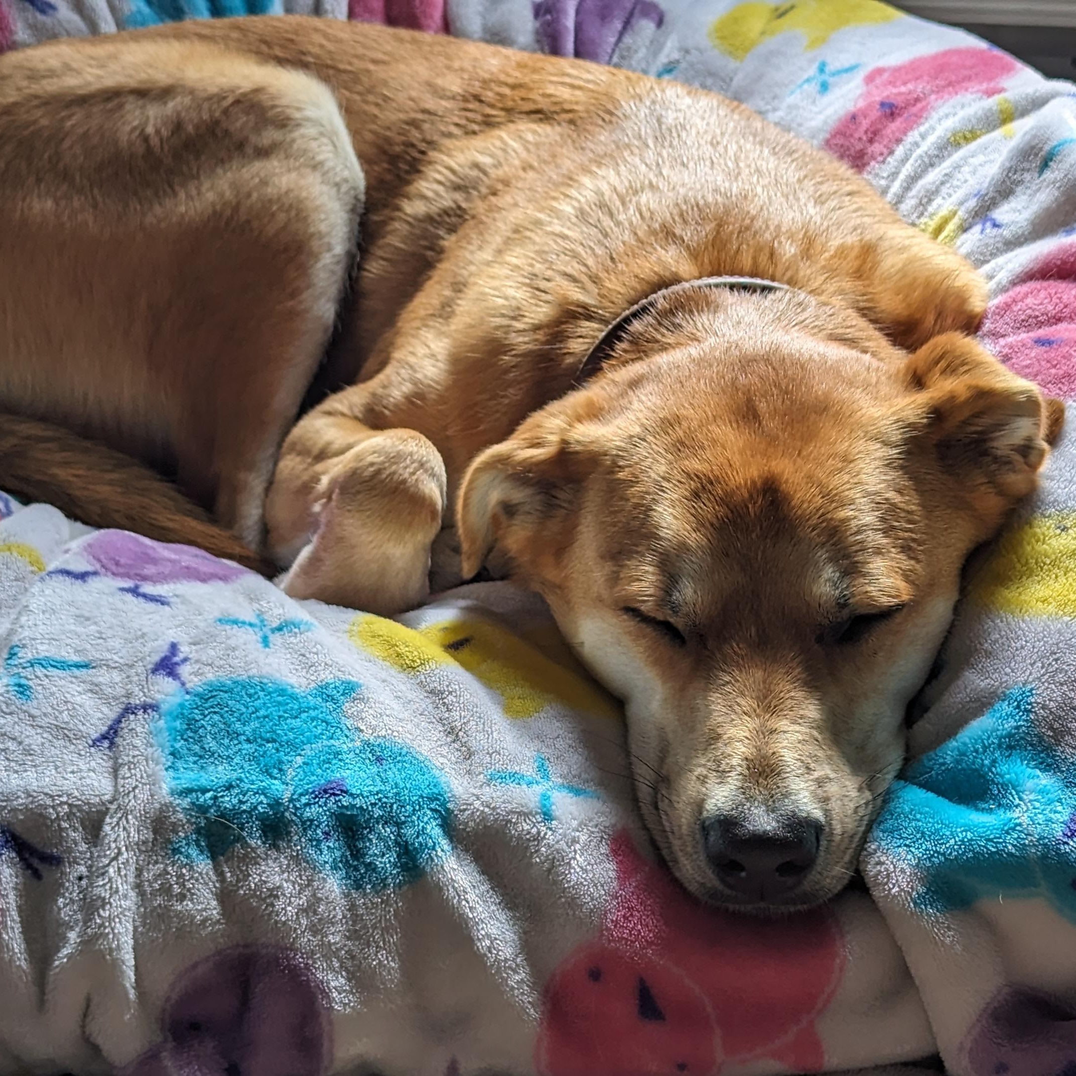 River Song, an adoptable mixed breed in Pasco, WA image 6/6
