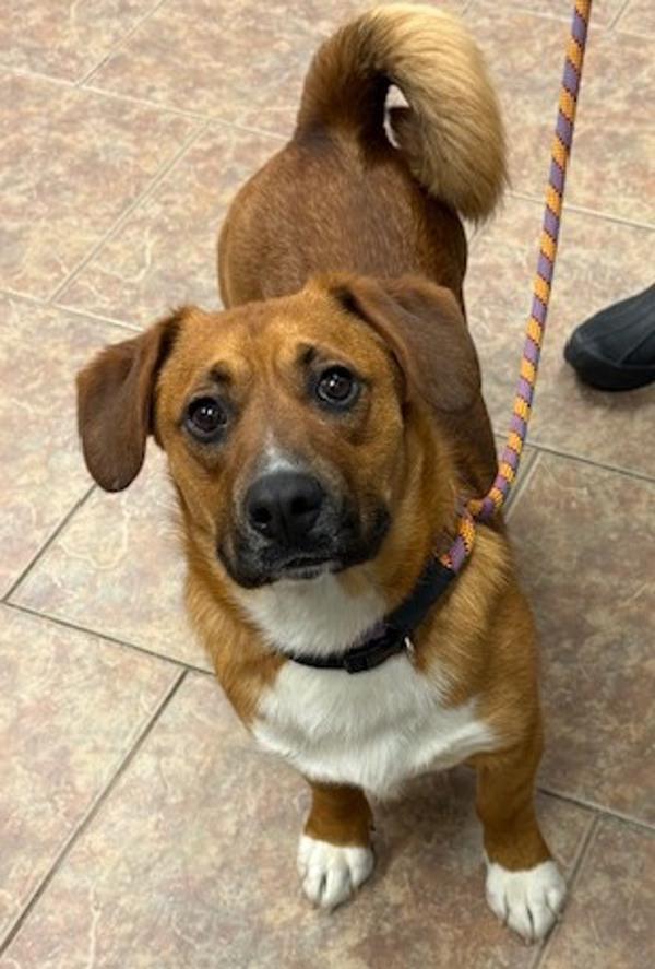 Winston, Adoptable, Young Male Corgi.