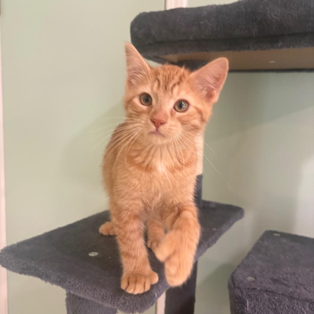 Eeny, ADOPTABLE, Kitten Female Domestic Short Hair.