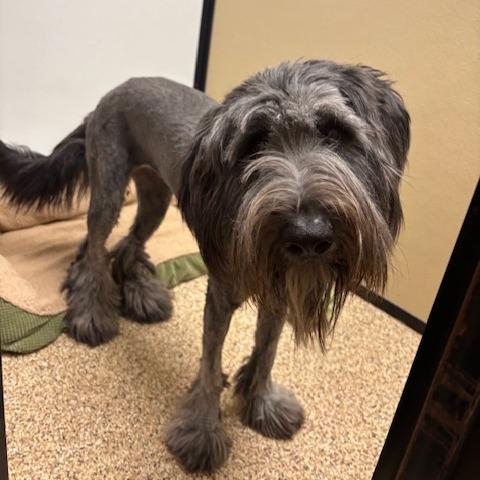 Enlarge Freya, a Adoptable Mixed Breed in Tempe, AZ image 1/4