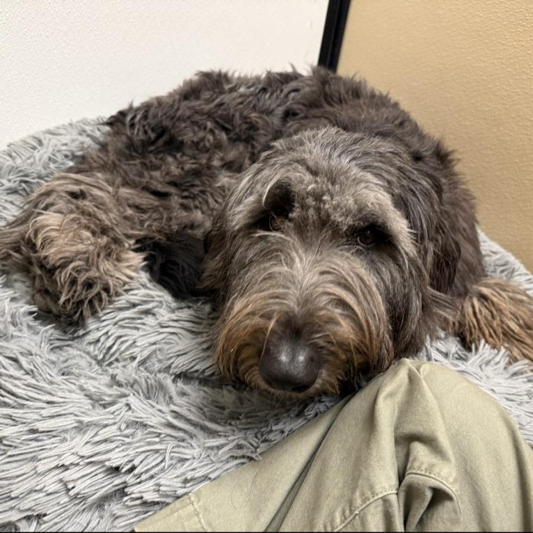 Enlarge Freya, a Adoptable Mixed Breed in Tempe, AZ image 2/4