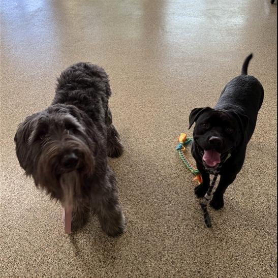 Enlarge Freya, a Adoptable Mixed Breed in Tempe, AZ image 3/4