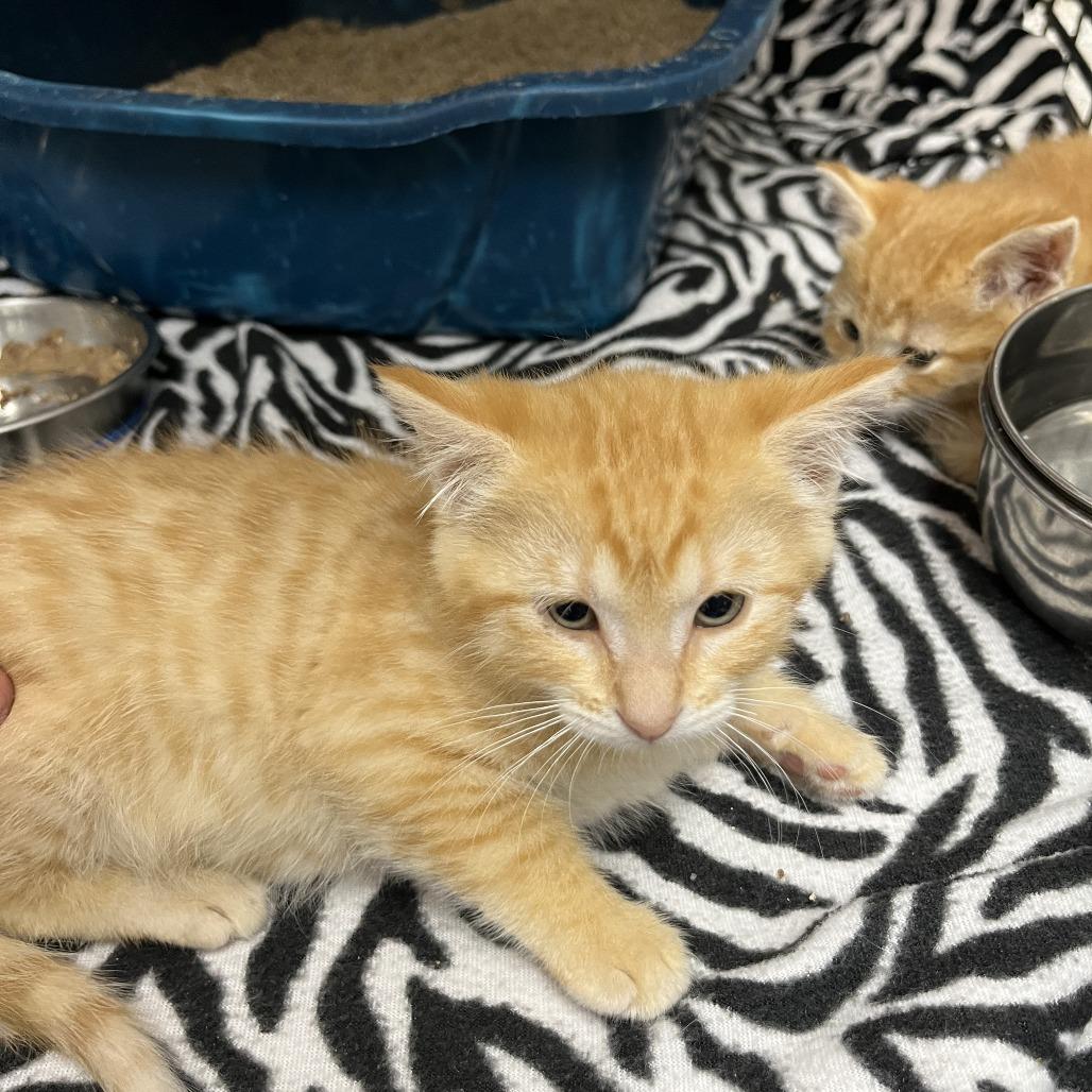 Cortana, Adoptable, Kitten Female Domestic Short Hair.