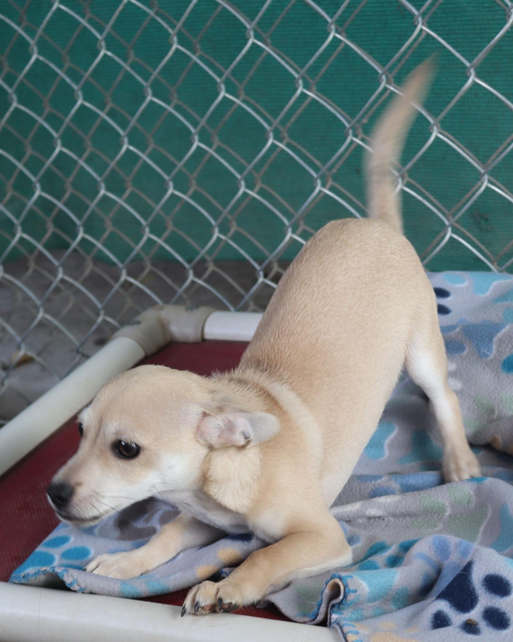 Enlarge BABY CHUBS , a ADOPTABLE mixed breed in Fresno, CA image 2/5