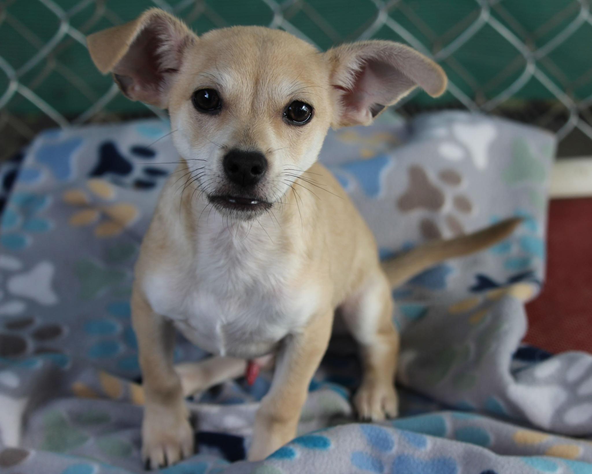 BABY CHUBS , ADOPTABLE, Puppy Male Chihuahua.