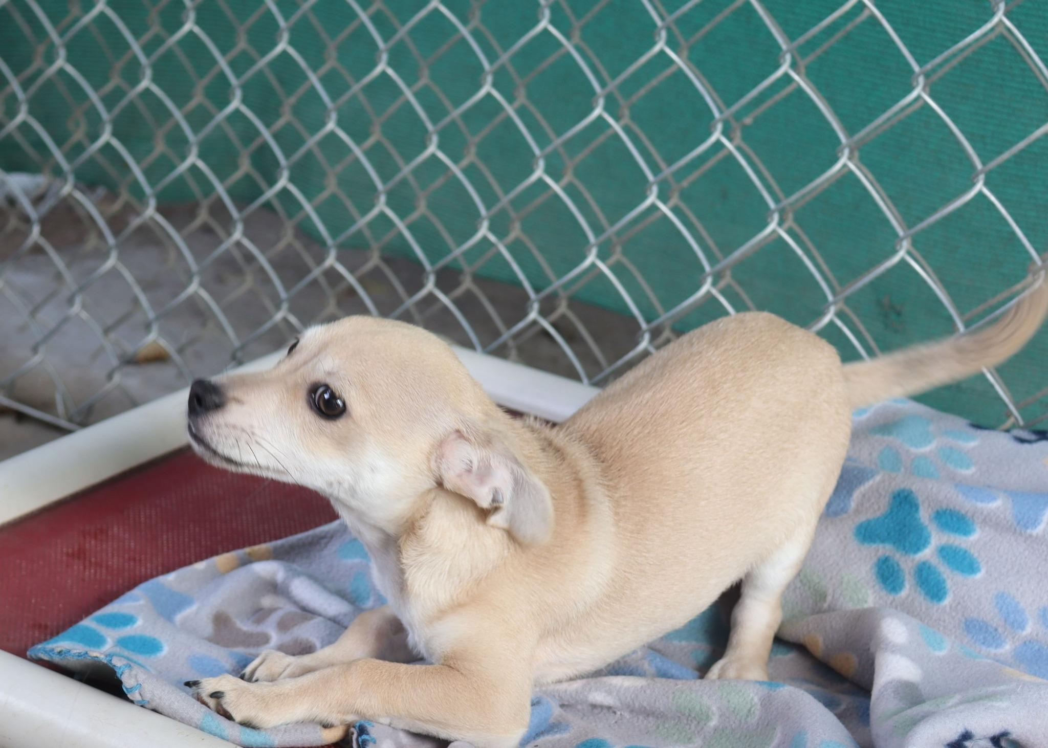 Enlarge BABY CHUBS , a ADOPTABLE mixed breed in Fresno, CA image 1/5