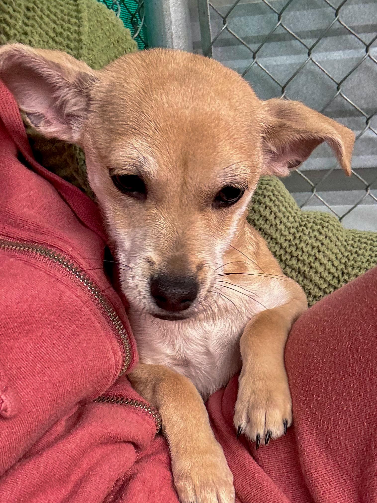 Enlarge BABY CHUBS , a ADOPTABLE mixed breed in Fresno, CA image 5/5