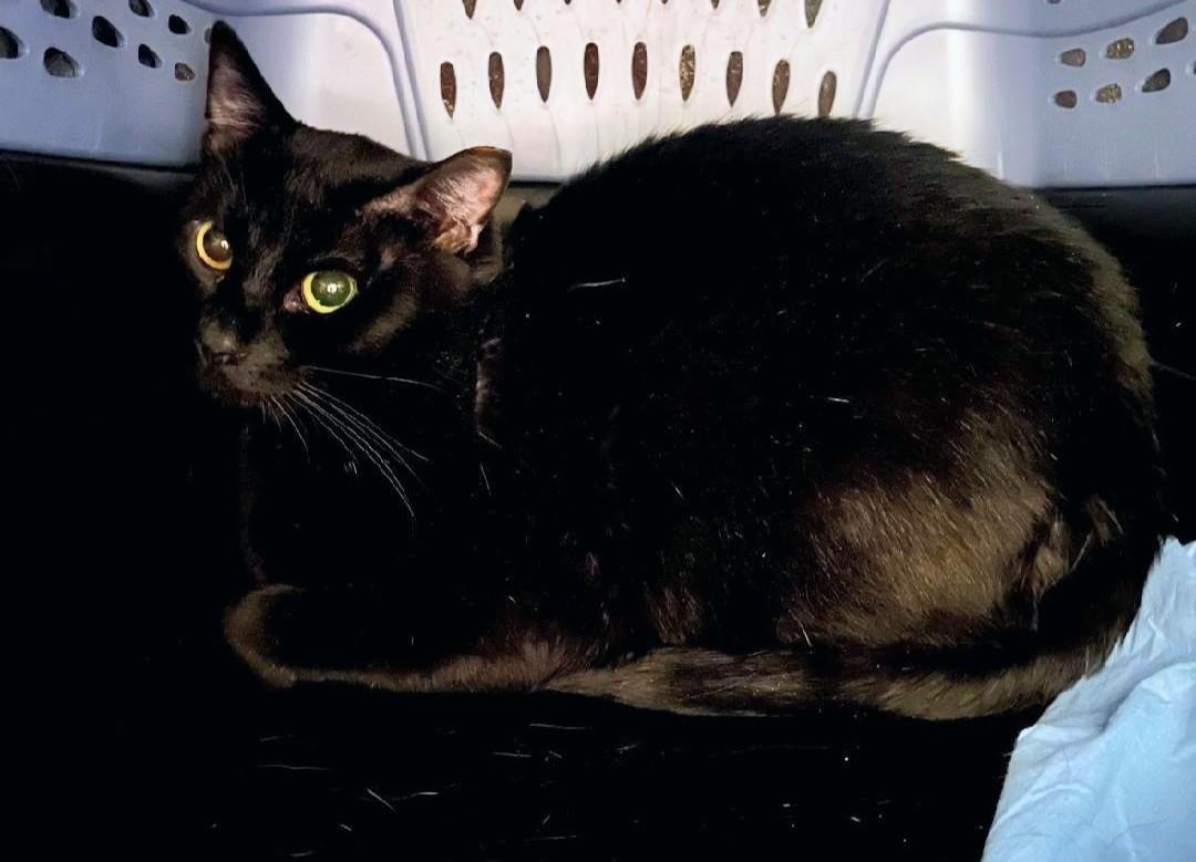 Ash, Adoptable, Young Male Domestic Short Hair.