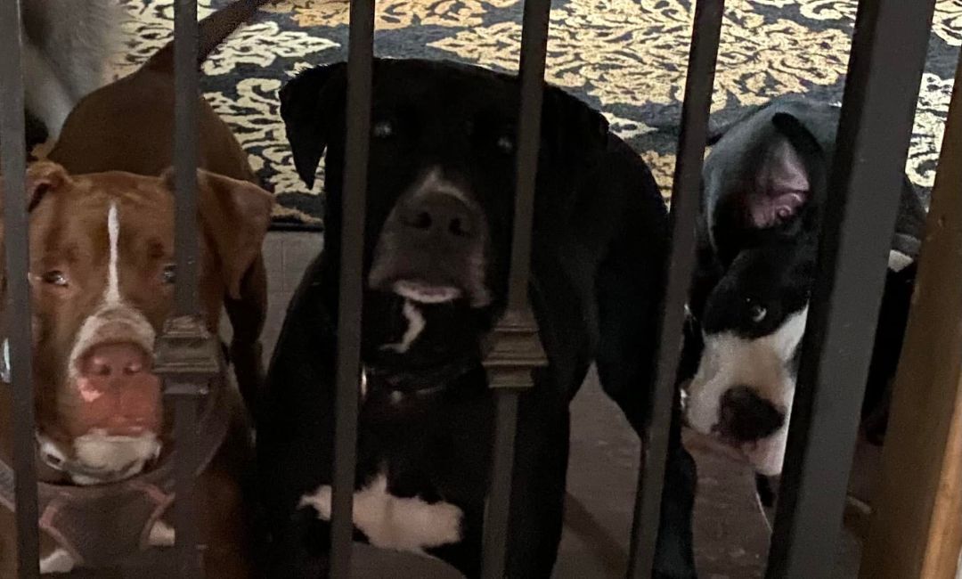 Newton, a Adoptable mixed breed in Macomb, MI image 2/7