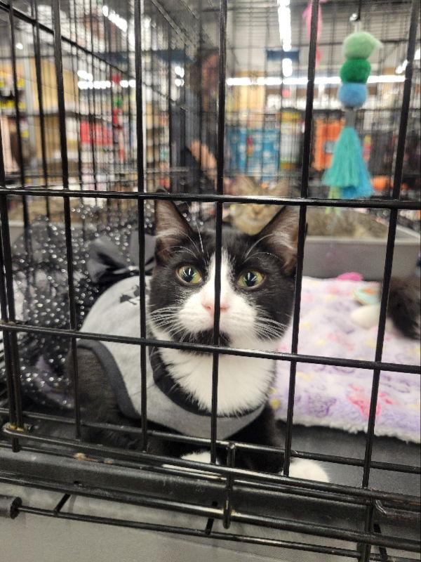 Hawthorne, Adopted, Kitten Female Tuxedo & Domestic Short Hair.