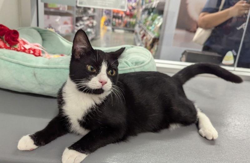 Enlarge Hawthorne, a Adopted mixed breed in Ball Ground, GA image 2/3