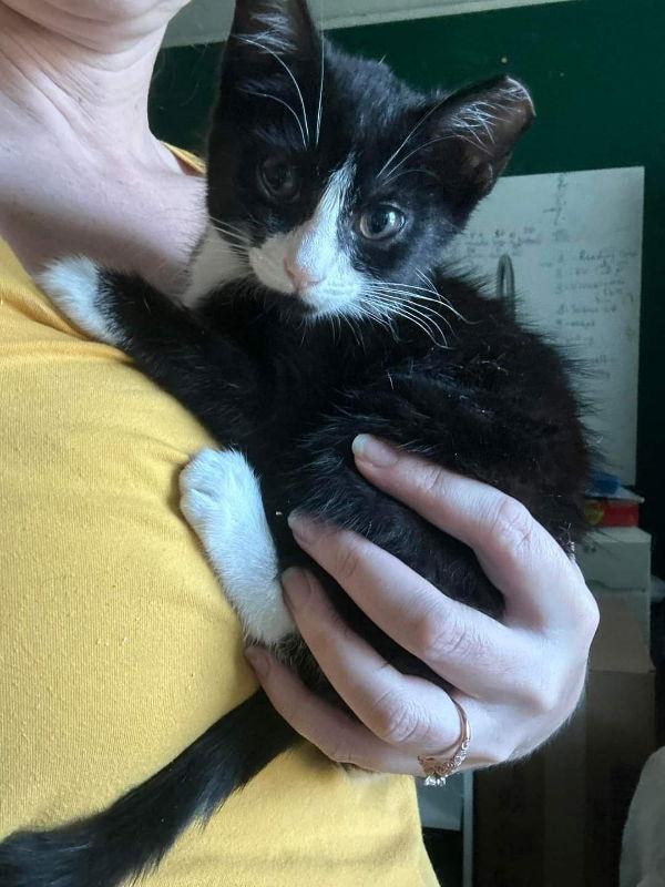 Enlarge Hawthorne, a Adopted mixed breed in Ball Ground, GA image 3/3