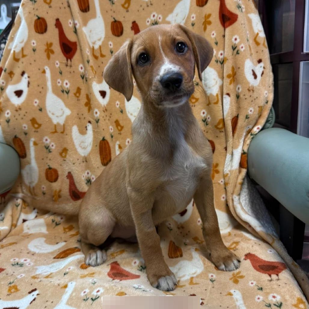 Enlarge Bogart 9975, a Adoptable Mixed Breed in Kittanning, PA image 1/2