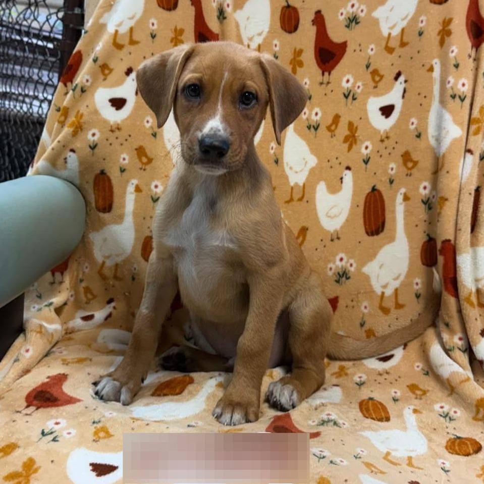 Enlarge Bogart 9975, a Adoptable Mixed Breed in Kittanning, PA image 2/2