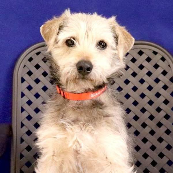 Scruffy, Adoptable, Adult Male Terrier.