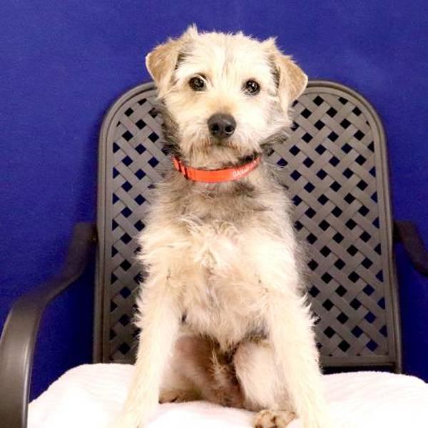 Enlarge Scruffy, a Adoptable mixed breed in Midland, TX image 2/2