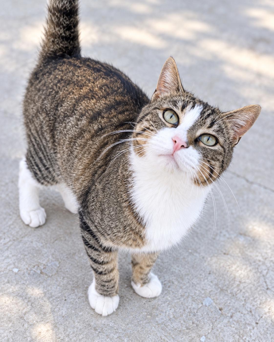 Enlarge Noodle (Napa Christina), a Adoptable Domestic Short Hair in Napa, CA image 2/3
