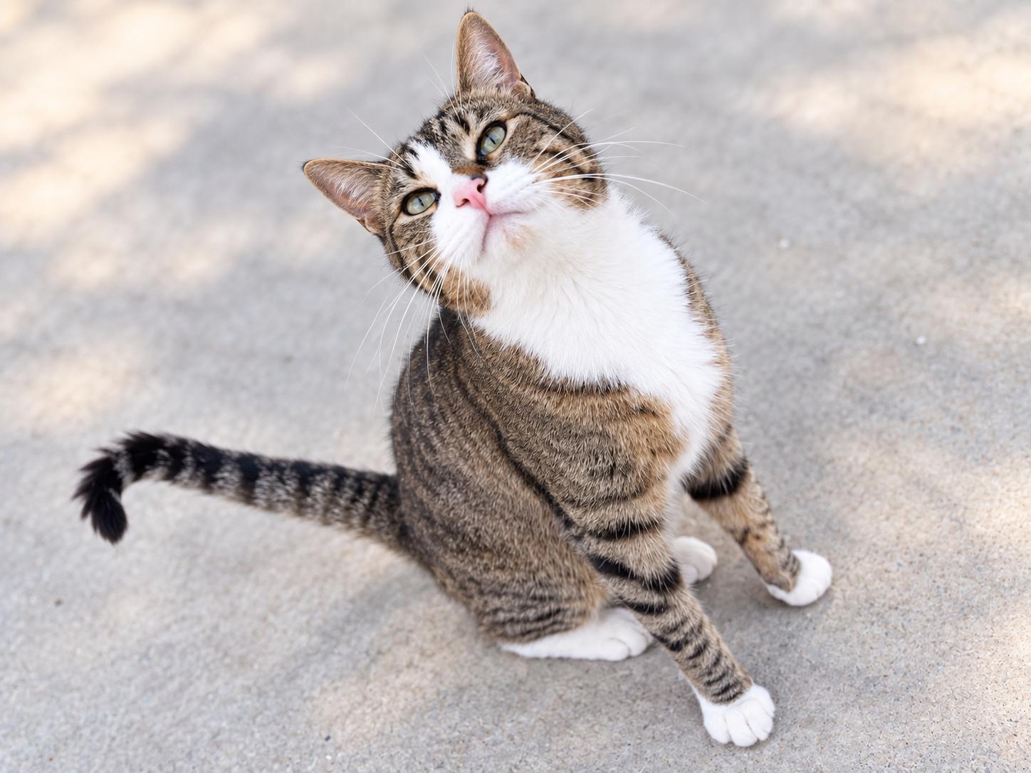 Enlarge Noodle (Napa Christina), a Adoptable Domestic Short Hair in Napa, CA image 3/3