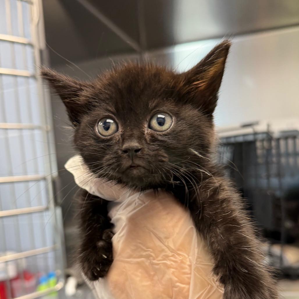 Amen, Adoptable, Young Female Domestic Short Hair.