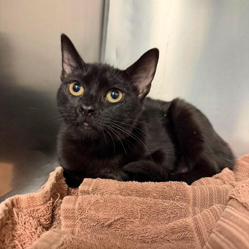 Enlarge Amen, a Adoptable Domestic Short Hair in Martinsville, VA image 2/2