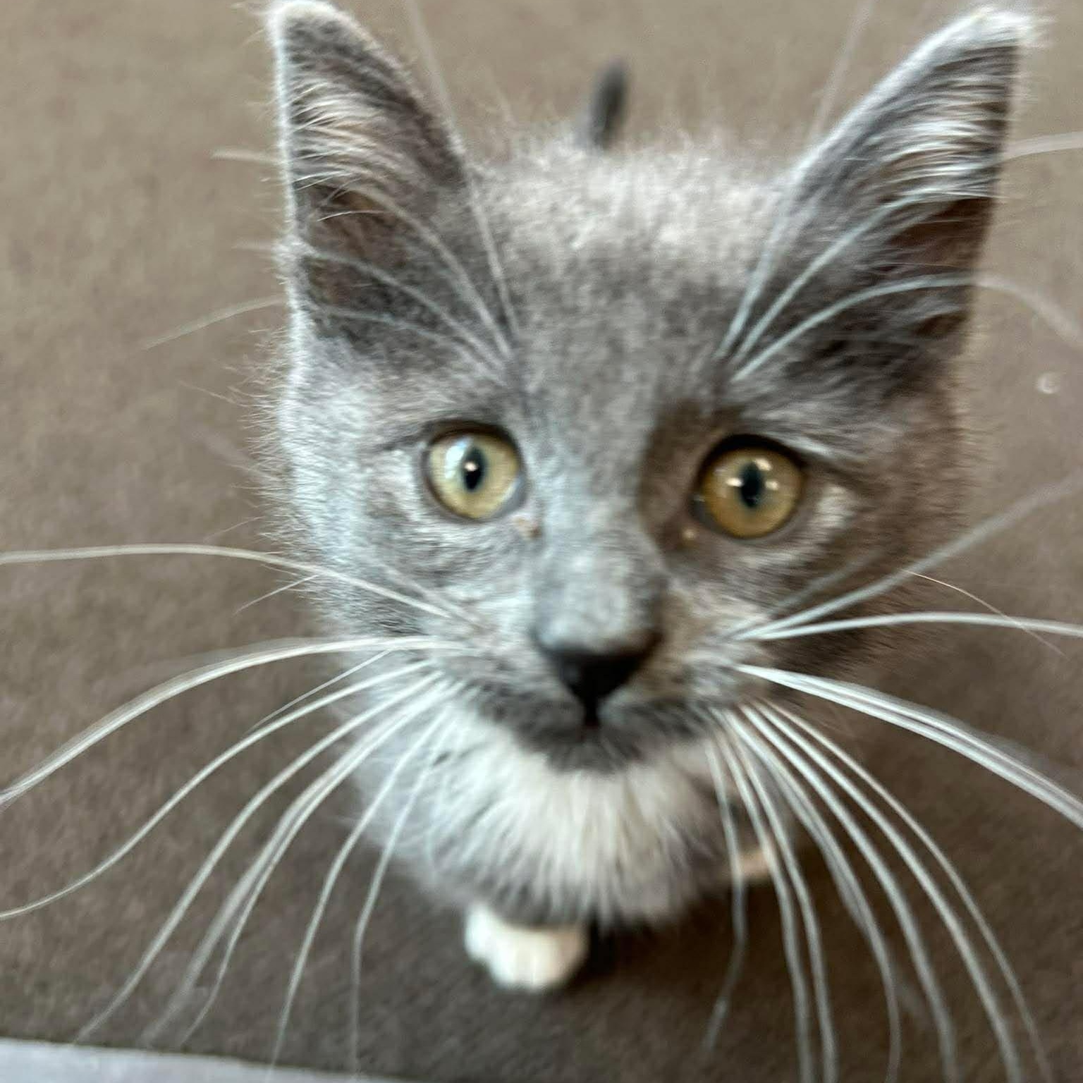Stormy, a ADOPTABLE mixed breed in East Lansing, MI image 1/5