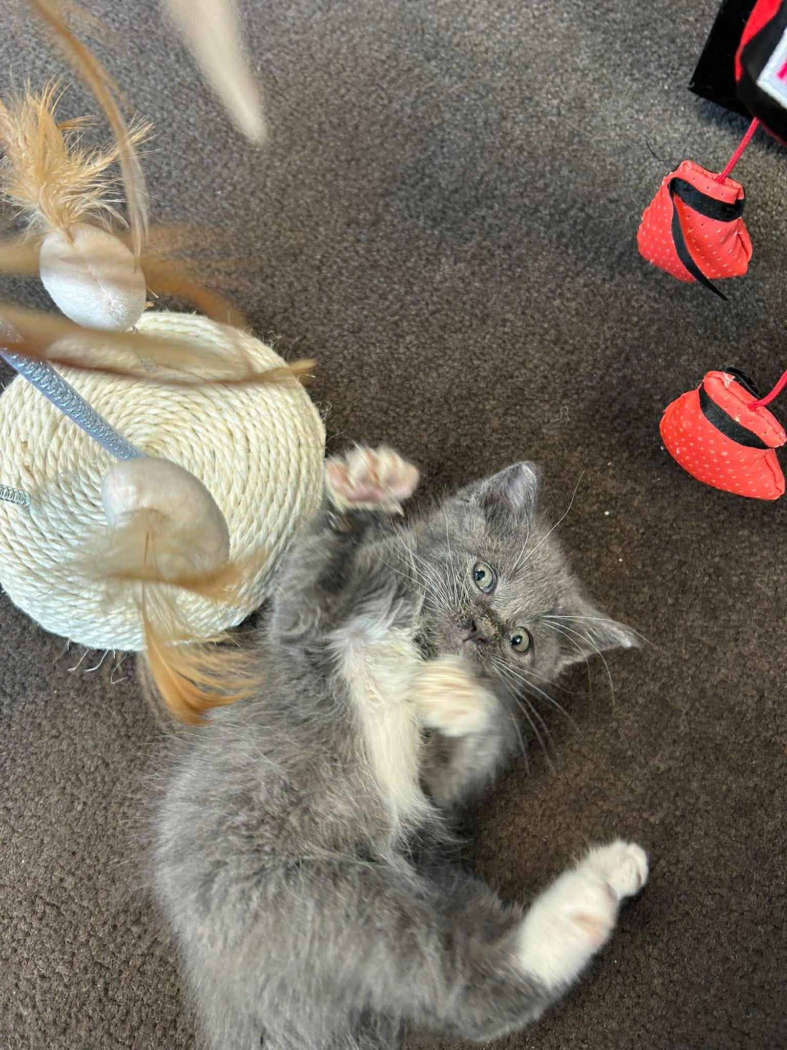 Stormy, a ADOPTABLE mixed breed in East Lansing, MI image 4/5