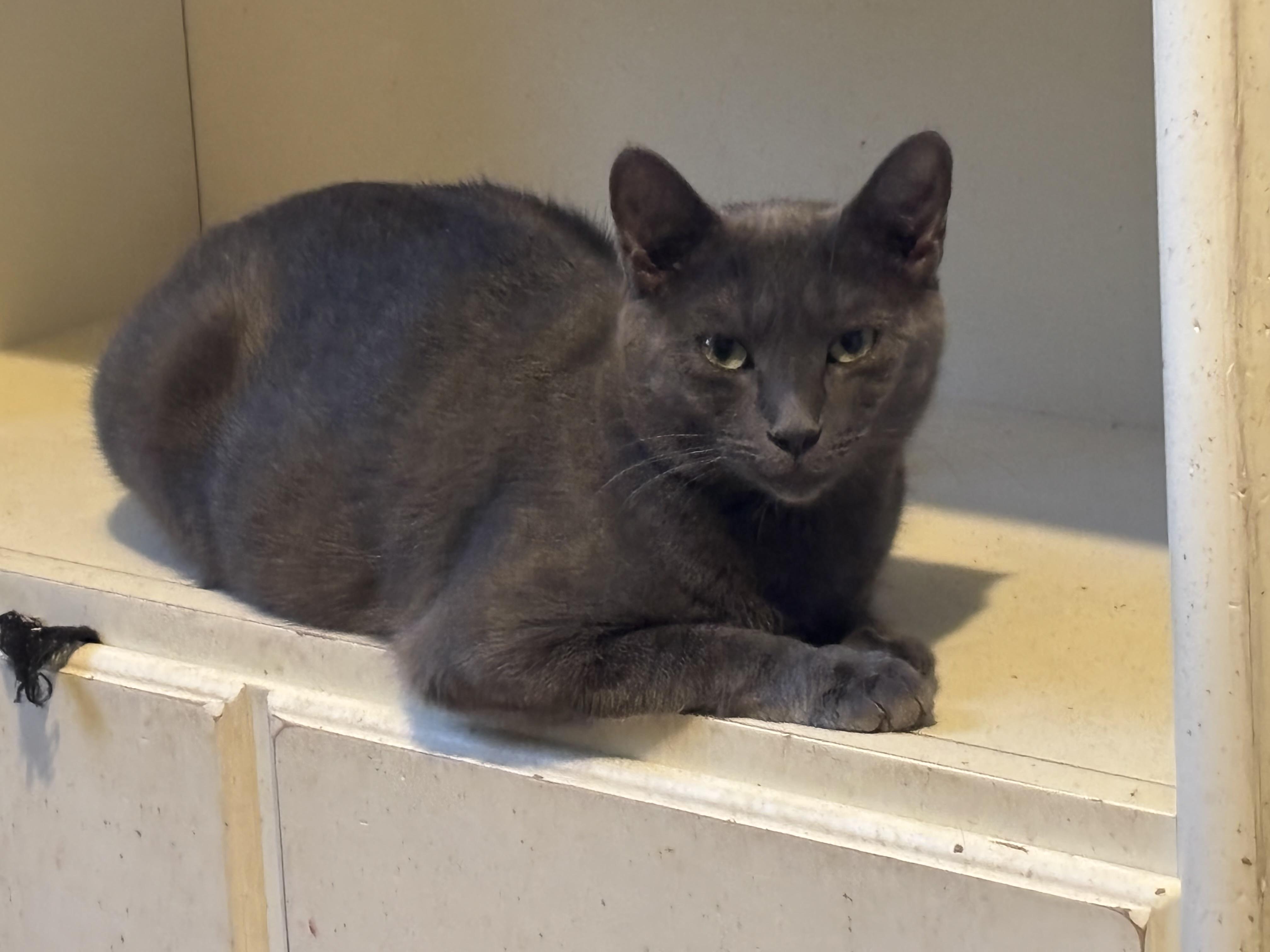 Avril, a Adoptable Domestic Short Hair in Norwalk, CT image 1/2