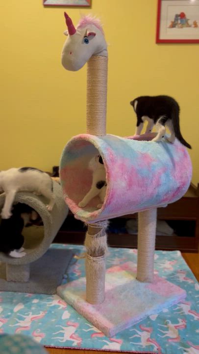 Enlarge Avril, a Adoptable Domestic Short Hair in Norwalk, CT video 2/2