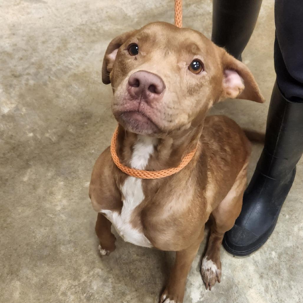 Frankie - 032502U, a Adoptable mixed breed in Tupelo, MS image 2/3