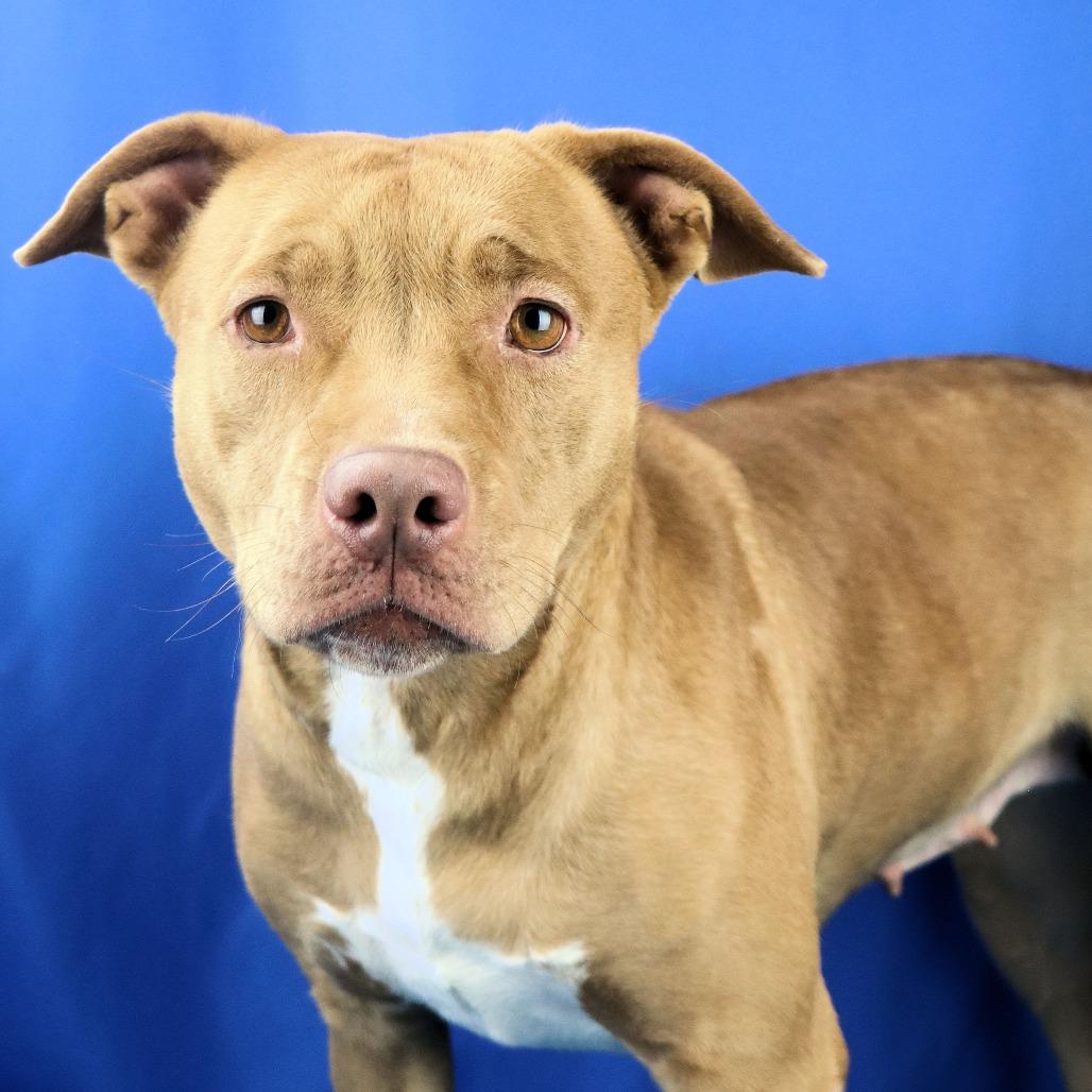 Frankie - 032502U, a Adoptable mixed breed in Tupelo, MS image 3/3