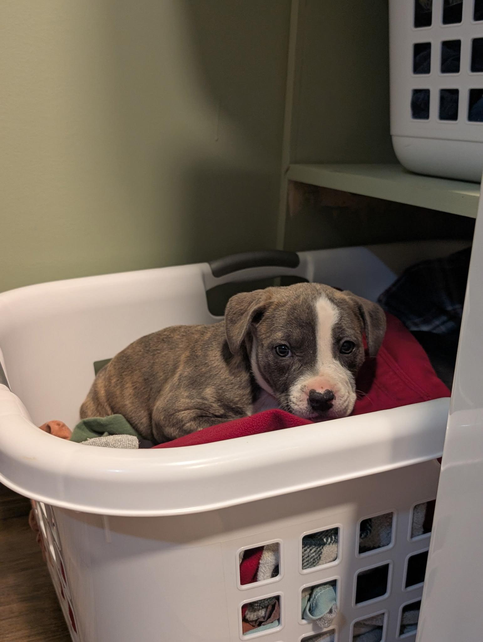 Enlarge Buzz, an adoptable mixed breed in Spring hill, TN image 2/3